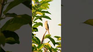 Isabelline Shrike🕊️📸।shorts youtubeshorts birds trending photography shortsfeed isaiahphoto [upl. by Sheryl]