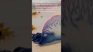 Portuguese Man O War  Wonders of the Wild amp Beyond [upl. by Aynav]