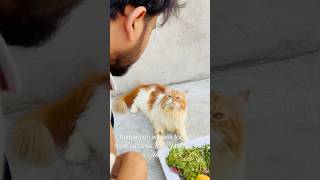 Billu sabziwala😳😳 catcomedy cat billicomedy billug catvideo sajidcat billucat [upl. by Durnan]