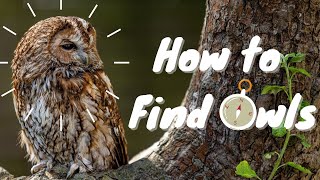 How to find owls [upl. by Niehaus]