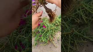 Technique planting portulaca flowers in pot 💐garden bonsai gardenideas horticulture shortvideo [upl. by Amor367]