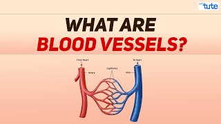 What are Blood vessels  Blood Circulation in Human being  Biology  Letstute [upl. by Llenahs]