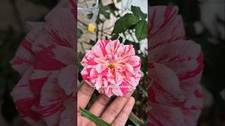 My balcony Roses in November🌹⚘️ shorts gardening nature [upl. by Ahsikar]