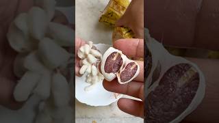 🍫Cacao seed pod chocolate seeds love [upl. by Leventhal]