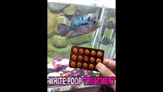 Flowerhorn white poop treatmentdeworming using metrogylmetronidazoletablethindifull process [upl. by Jochebed]