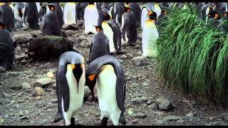 THE PENGUIN KING 3D TRAILER  In Cinemas From 24th October [upl. by Hgielsa]