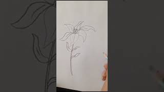 zambak çiçeği çizimi  lily flower drawing [upl. by Secilu78]