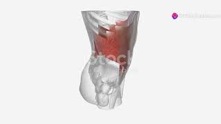 understanding Thoracic nerve T12 anatomy and function explained [upl. by Ydnat671]