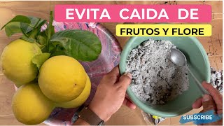 EL MEJOR ABONO CASERO PARA EVITAR LA CAIDA DE FLORES Y FRUTOS EN TUS ARBOLES FRUTALES Y DE LIMON [upl. by Nial]