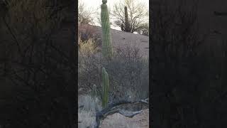 Mule Deer Hunting at el Chaparral Ranch 2024 hunting huntinglifestyle elchaparralranch [upl. by Carhart]