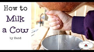 How to Milk a Cow By Hand or goat [upl. by Dympha901]