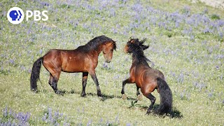 Wild Stallions Fight to Mate [upl. by Alinoel853]