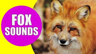 FOX SOUNDS  Real Sounds of Foxes Screaming Barking and Laughing [upl. by Xam]