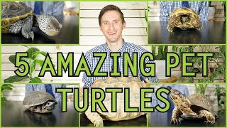 Five of the Best Pet Turtles You Could Possibly Get [upl. by Eniksre]