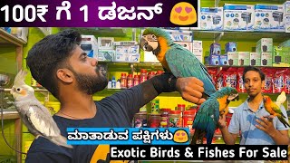 Exotic Birds For Sale😍Talking Parrot  Exotic Pets At Cheap Price In Bangalore [upl. by Libna363]