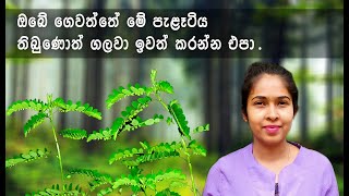 එළ පිටවක්කා Pitawakka  Niruri [upl. by Kinnard]