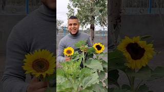 🌻🌻Girasoles 14 de febrero🌻🌻 girasol girasoles 14defebrero agronomia agricultura [upl. by Salkcin]