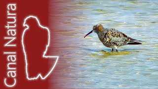 Correlimos zarapitín Calidris ferruginea Curlew Sandpiper [upl. by Maloy]