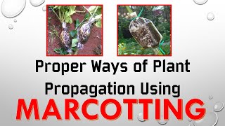 How to do Marcotting  Plant Propagation  Step by Step Proper Way [upl. by Aylsworth]