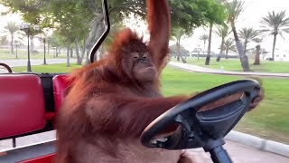 Orangutan Driving A Golf Cart [upl. by Atsylac]