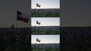 Texas flag and bluebonnets authentic texas bluebonnets stockvideo [upl. by Marillin424]