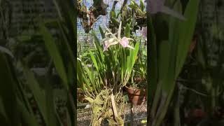 Bc Nanipuakea “Dogashima” orchid Bc flowers brassavola [upl. by Corby]