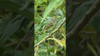 Whiteeyed Vireo hops with mouth open [upl. by Queenie46]