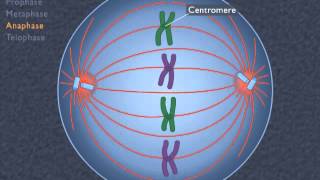 MITOSIS  MADE SUPER EASY  ANIMATION [upl. by Blankenship]