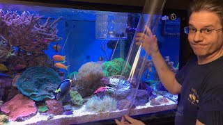 ClownTube Slide  Adding clownfish to an anemone with a big clear pipe [upl. by Ainat]