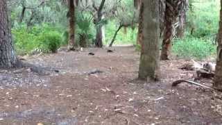 Tortoises Can Run and Chase Gopherus polyphemus gopher tortoises Lee county Bonita Bay Florida [upl. by Avan92]