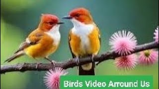 Beautiful Birds Video Clips [upl. by Moreta155]