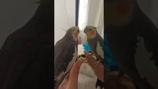 Singing Robin Hood song by cockatielanimalscockatielshortvideo [upl. by Ennelram320]