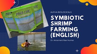 Synbiotic  Fermented rice bran FRB application in shrimp farming [upl. by Anastase]