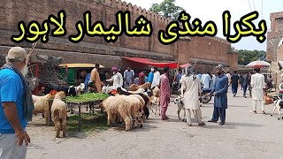 Bakra Mandi Lahore Shalimar Bagh Sunday update Lahore Pakistan [upl. by Oremoh]