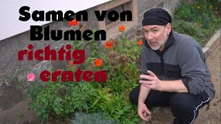 Eigenes Saatgut aus Zinnien Blumen Samen gewinnen Richtig den Samen aus Pflanzen selber ernten [upl. by Eisserc]