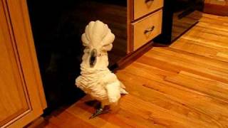 umbrella cockatoo going mad in kitchen floor but a happy bird [upl. by Eidac]