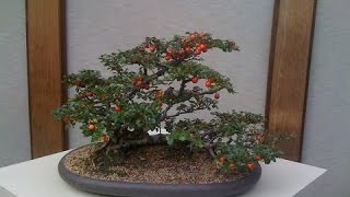 The Cotoneaster is a Hardy Bonsai Tree [upl. by Htenaj]