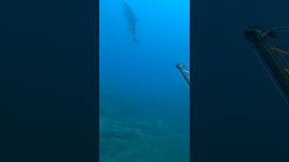 🔝  picha 🔱 medregal 🙌🏼 mini tritón invertido desmultipilicado 🦈 Spearfishing 🇮🇨reels short vlog [upl. by Domineca923]