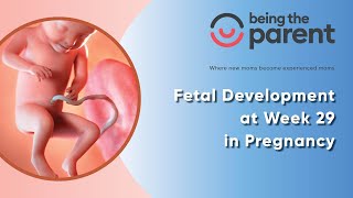 Fetal Development at Week 29 in Pregnancy [upl. by Itsirc]