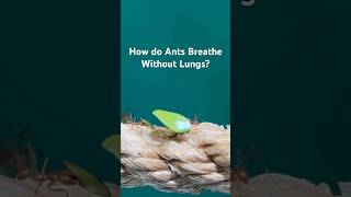 Want to Know How ANTS Breathe Without Lungs [upl. by Inahc354]