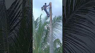 coconut tree cutting [upl. by Austen]