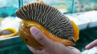 GIANT SEAFOOD  MONSTER SEA SNAIL Thailand Street Food [upl. by Phillis385]