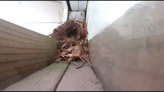 Nesting Wrens 317 [upl. by Ricker]