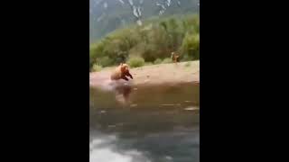 Grizzly Bear Chasing a speed boat at top speed [upl. by Atniuq]