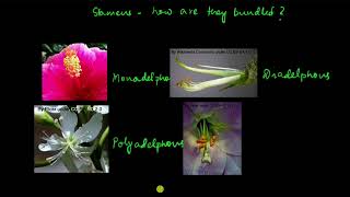 Sexual Reproduction in Flowering Plants Class 12  NCERT Highlights  NEET 2024  Garima Goel [upl. by Suneya]