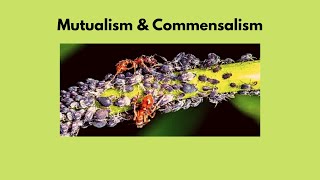 Mutualism amp Commensalism  explained in Urdu and Hindi [upl. by Devaney]