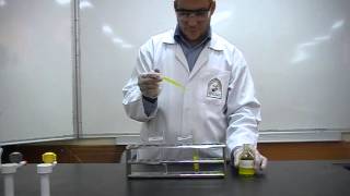 Picric Acids test Part 3 to differentiate between Albumin amp peptone [upl. by Klatt]