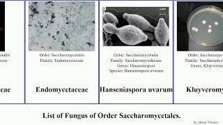 Fungus of Order Saccharomycetales candida tropicalis glabrata lipolytica hansenii auris boulardii [upl. by Dermot]