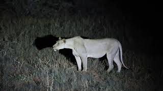 Kgalagadi NP February 2024 Loiness roaring during night in Gharagab [upl. by Ries]