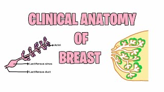 Clinical Anatomy of mammary gland  Anatomy  Med Vids Made Simple [upl. by Peednam]